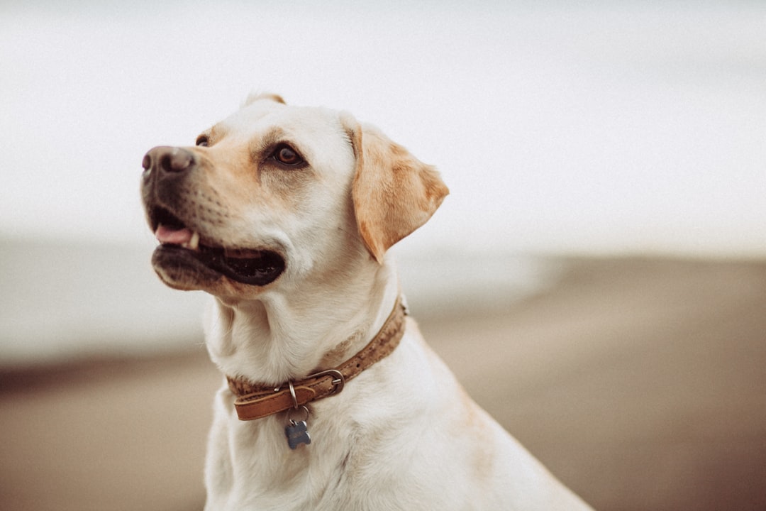 Top Pet-Friendly Travel Tips for Stress-Free Adventures