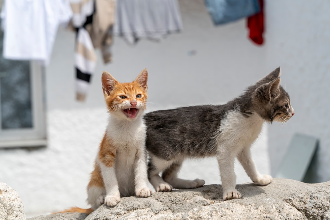 Photo Playful kittens