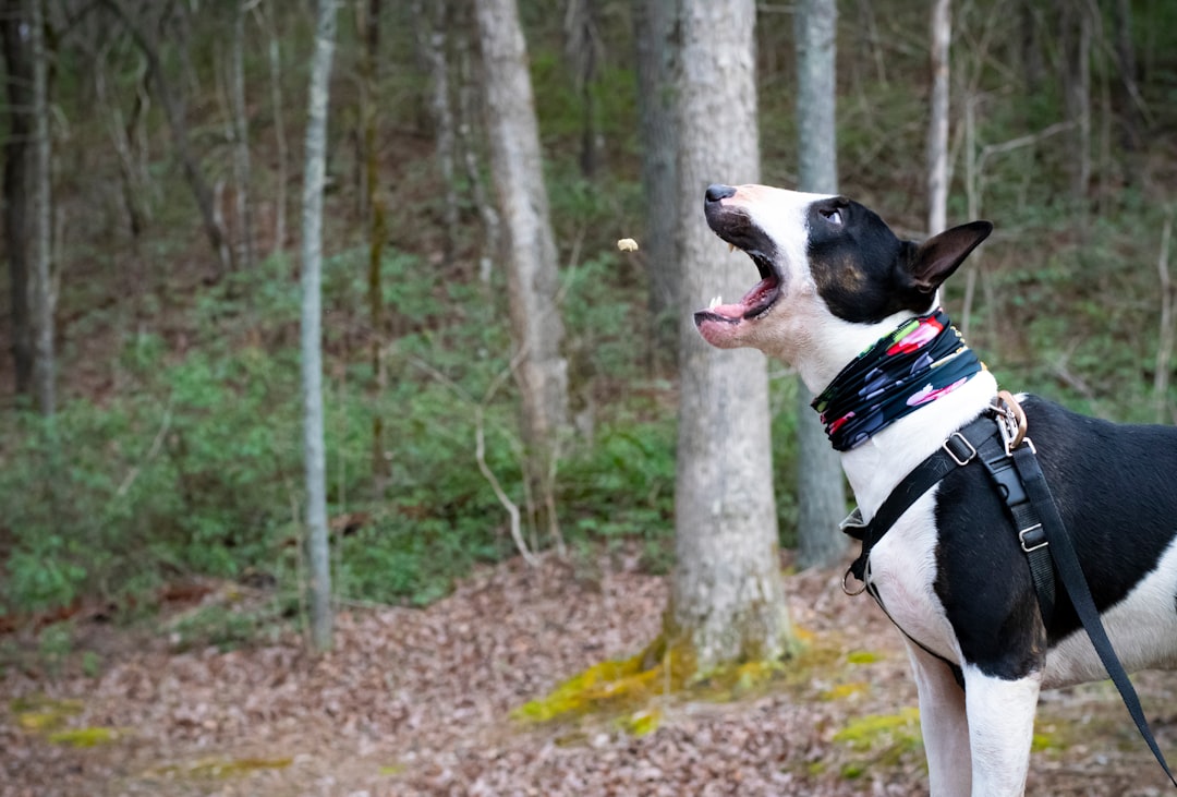 Photo Dog eating