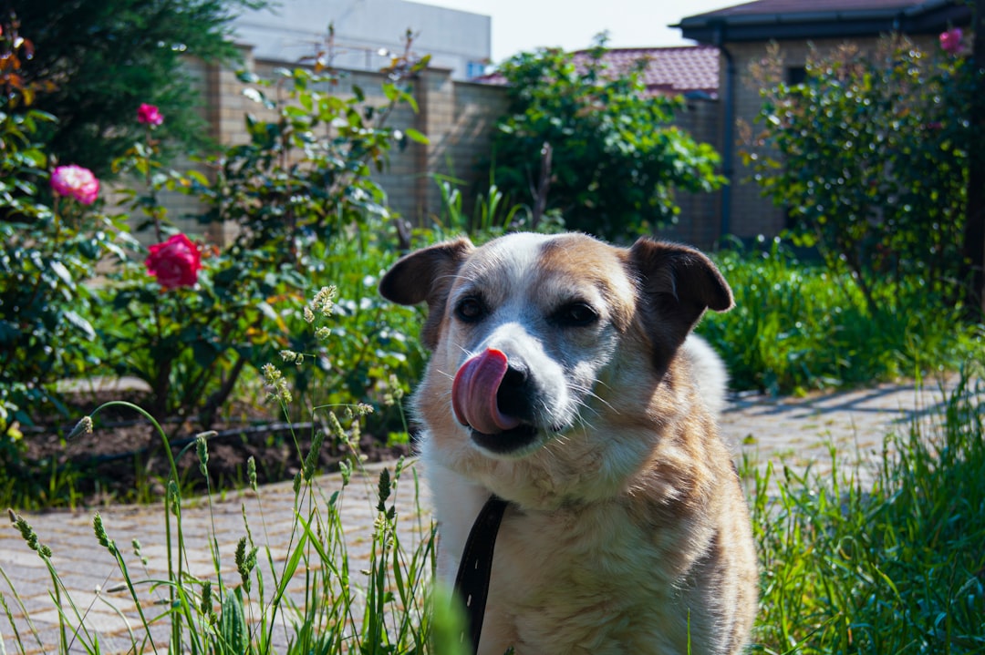 Photo Dog eating