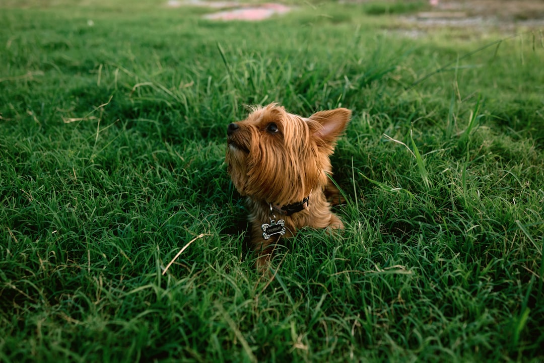 Photo Dog and cat